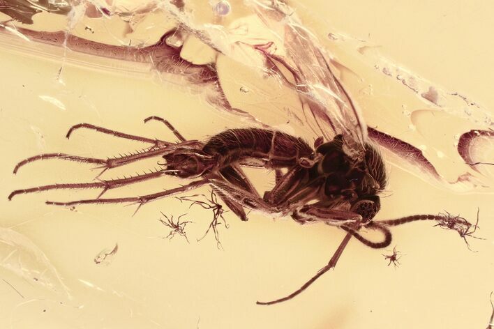 Detailed Fossil Fungus Gnat (Mycetophilidae) In Baltic Amber #335759